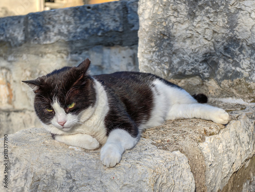 A Peaceful Black and White Cat Resting on a Textured Ancient Stone Wall in Daylight