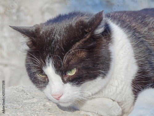 A relaxed black and white cat lounges on a rough stone wall, basking in warm sunlight with a calm, contemplative expression.