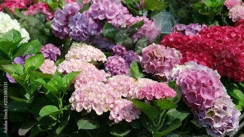 A cluster of hydrangeas in various shades of pink and purple