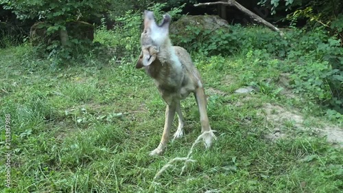 Young Wolf Sitting on Green Grass Swatting Flies and Yawning