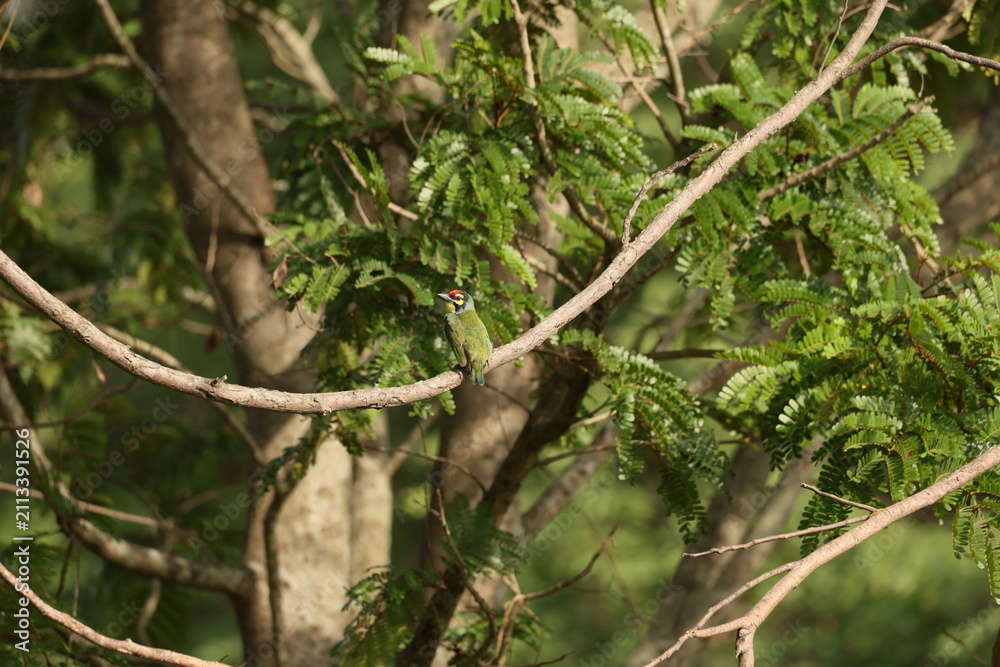 Fototapeta premium Coppersmith Barbet