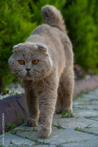 Fotografía Stray grey Scottish Fold cat walking on street full growth view