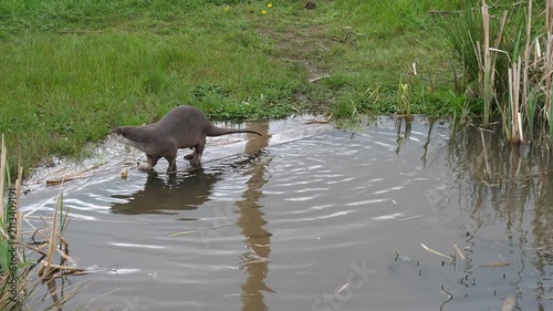 Male otter on the pond side jumps into water.