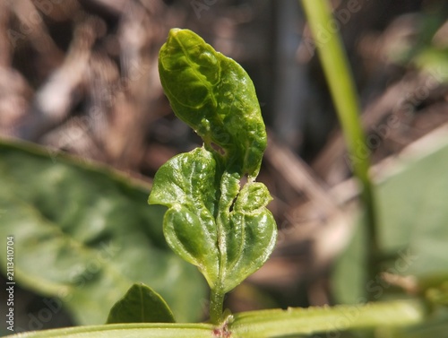 Obraz na plátně Close-up of a long bean leaf displaying yellow and green coloration with natural texture