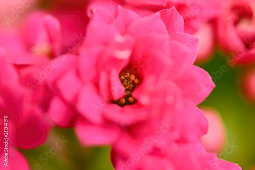 Foto カランコエ