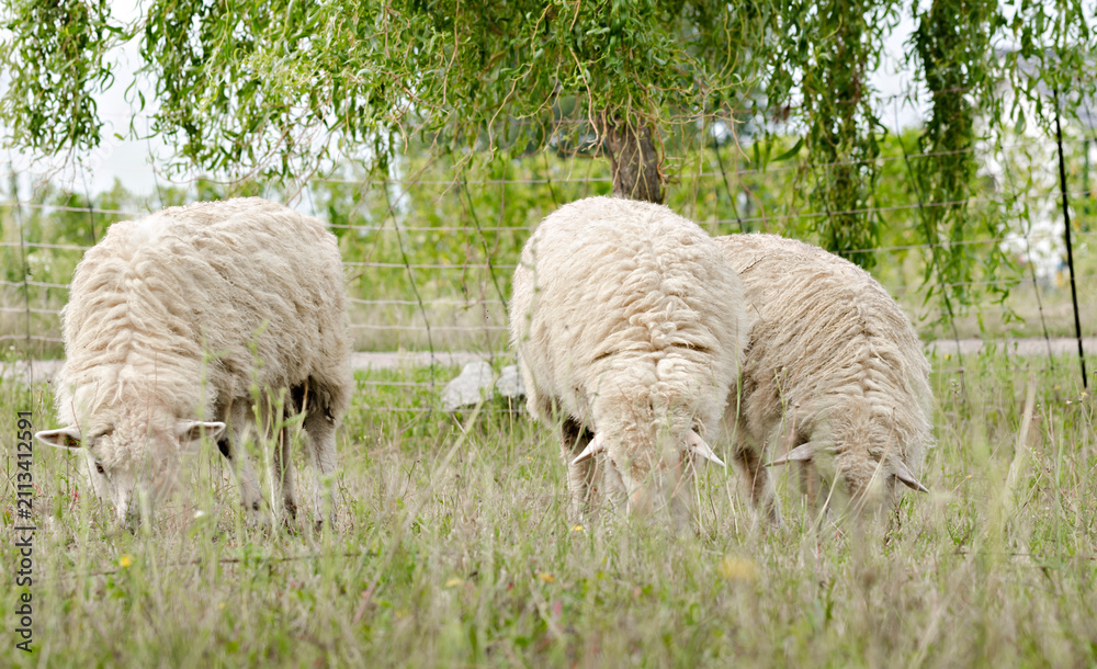 Fototapeta premium Three white sheep grazing on a grassy meadow under a willow tree in a rural pasture.