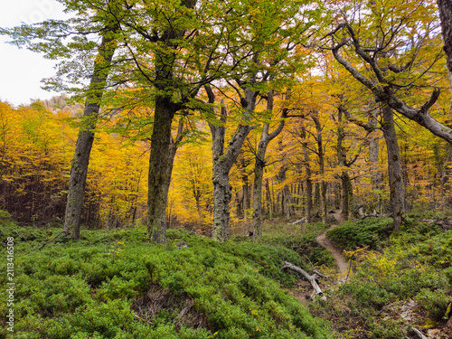 Canvastavla Golden Autumn Forest Hiking Trail in Villa La Angostura Patagonia