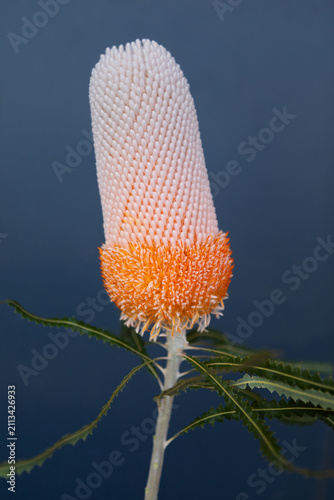 Close-up of a Banksia flower transitioning from a soft cream tone to a vibrant orange base