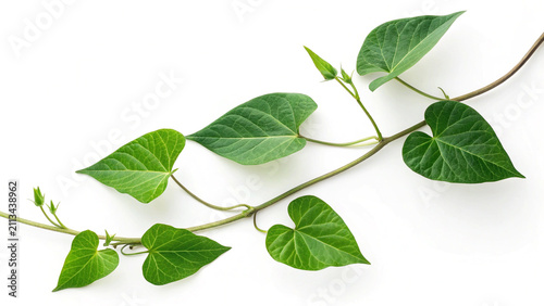 Close Up Sweet Potato Vine with Heart Shaped Leaves