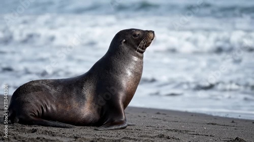 Sea lion lifting head on sandy beach