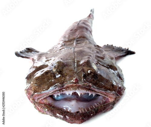 Obraz na płótnie monkfish