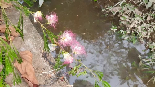 clear water flows in the village