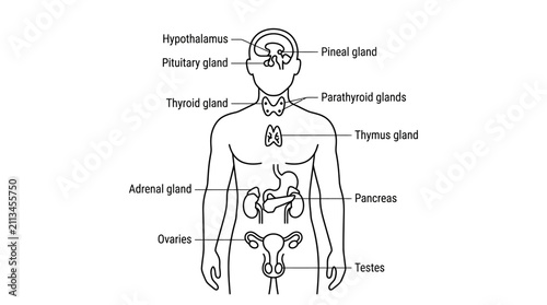 Konstfotografi Human Endocrine System Infographic