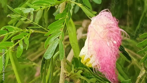 Pink flowers and green leaves 