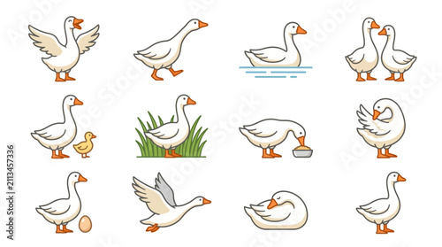 Canvastavla White duck and farm goose activity illustrations.