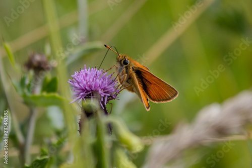 Macro photo of a small skipper butterfly feeding on a purple thistle flower in a wild meadow during summer. Natural habitat with soft green bokeh.