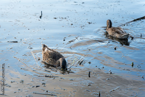 Two wild ducks swimming in a pond. Mallard birds floating on calm lake water surface.