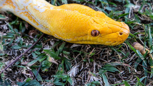 Head of albino phyton