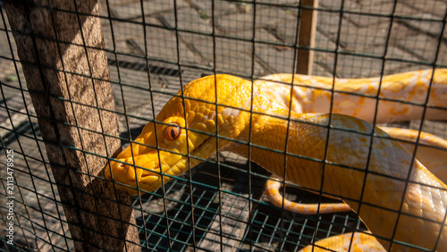 Obraz na płótnie albino python in a cage