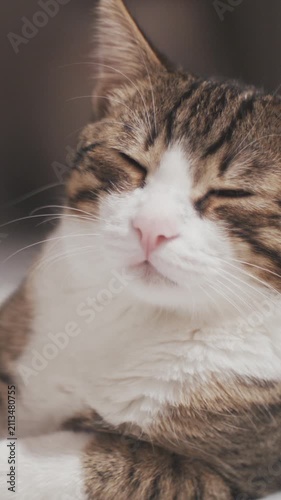 Tired kitty closing eyes lying on home floor 