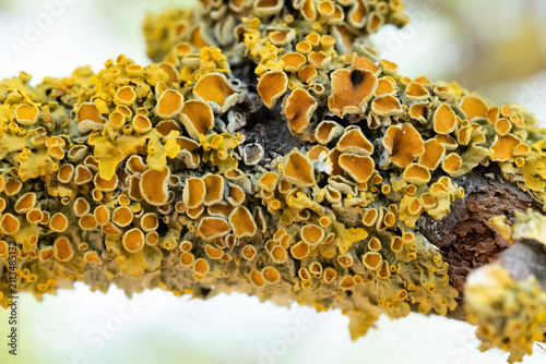 Cuadro en lienzo Yellow lichen branch macro