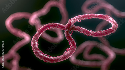 Bundibugyo ebola virus is a strain of ebolavirus that causes severe viral hemorrhagic fever with symptoms including fever bleeding organ damage and potentially fatal illness. Stock Illustration