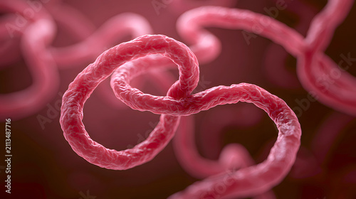 Bundibugyo ebola virus is a strain of ebolavirus that causes severe viral hemorrhagic fever with symptoms including fever bleeding organ damage and potentially fatal illness. Stock Illustration