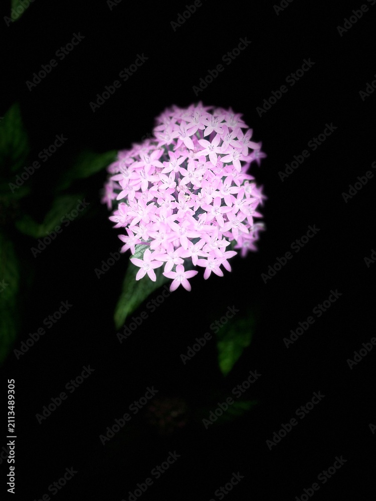 Fototapeta premium Dark floral 
