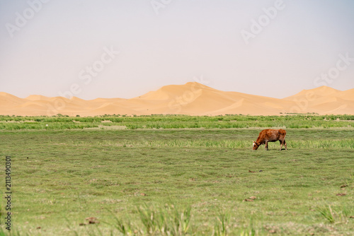 Grassland and sand dunes at Tengger Desert, China