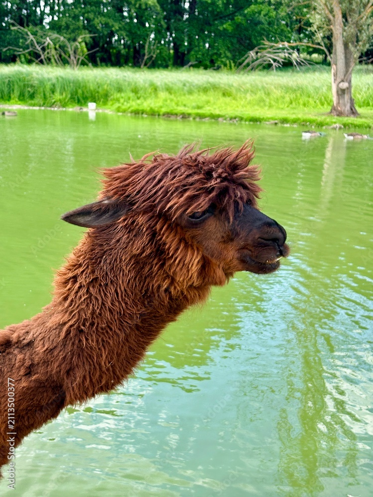 Fototapeta premium Funny Brown Alpaca Portrait with Trendy Hairstyle outdoors near Water Pond