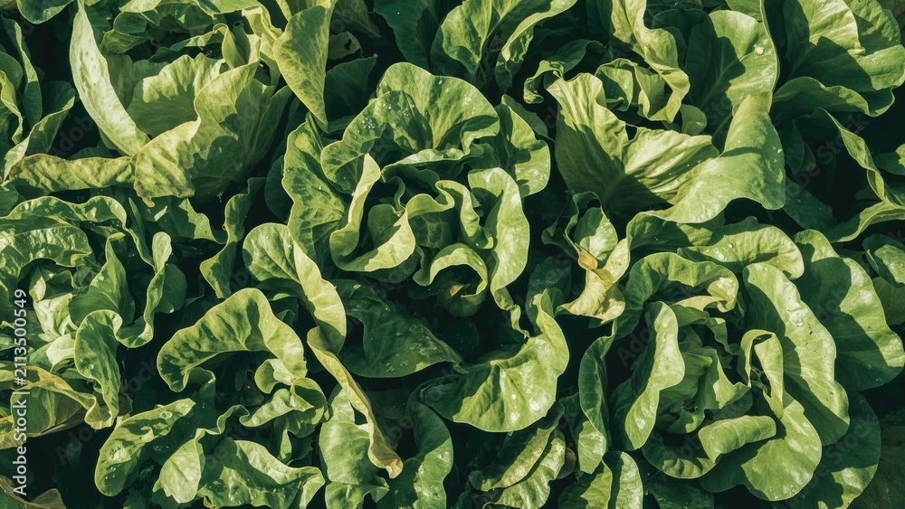 Fototapeta premium Lettuce leaves with green and white variegation, densely packed, close-up shot. Vegetables and freshness, healthy eating, agricultural produce, garden, and nature themes.