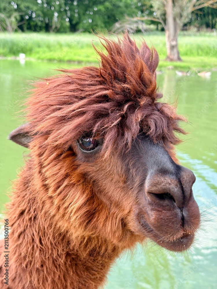 Fototapeta premium Funny Brown Alpaca Portrait with Trendy Hairstyle outdoors near Water Pond