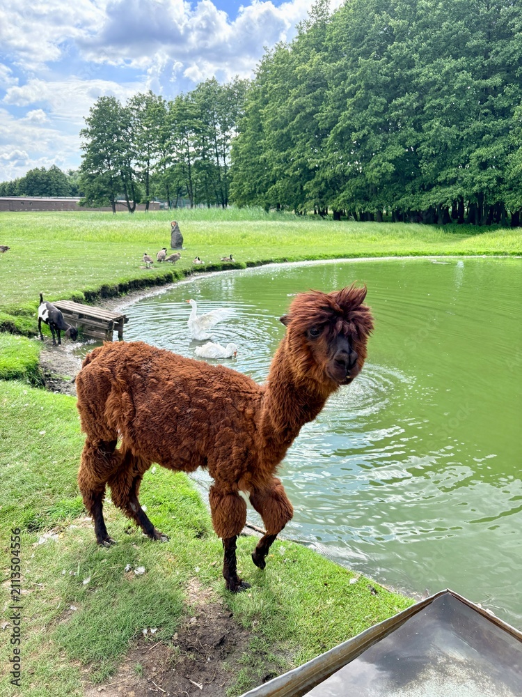 Fototapeta premium Cute Brown Alpaca Standing by Water Pond on Eco Farm