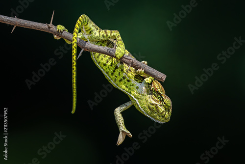 The Indian chameleon is a species of chameleon found in Sri Lanka, India, Pakistan and select other parts of South Asia. Like other chameleons, this species moves slowly with a bobbing.