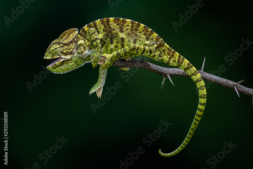The Indian chameleon is a species of chameleon found in Sri Lanka, India, Pakistan and select other parts of South Asia. Like other chameleons, this species moves slowly with a bobbing.