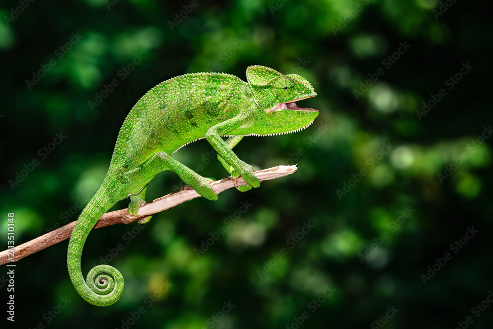 Fototapeta premium The Indian chameleon is a species of chameleon found in Sri Lanka, India, Pakistan and select other parts of South Asia. Like other chameleons, this species moves slowly with a bobbing.