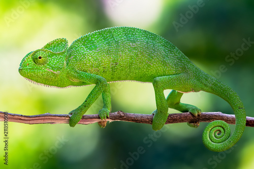 The Indian chameleon is a species of chameleon found in Sri Lanka, India, Pakistan and select other parts of South Asia. Like other chameleons, this species moves slowly with a bobbing.