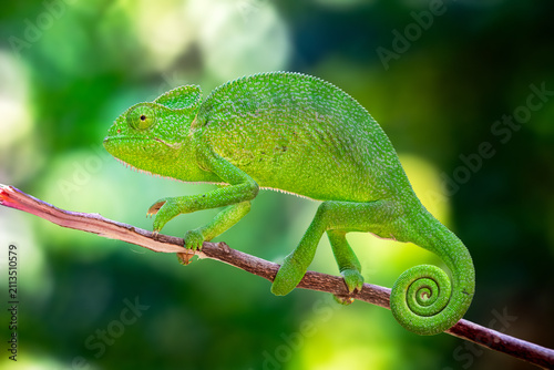 The Indian chameleon is a species of chameleon found in Sri Lanka, India, Pakistan and select other parts of South Asia. Like other chameleons, this species moves slowly with a bobbing.