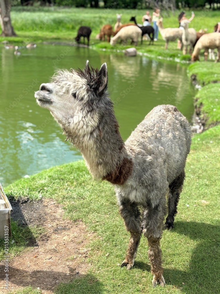 Fototapeta premium Cute Grey Alpaca Standing Proudly on Eco Farm by Lake