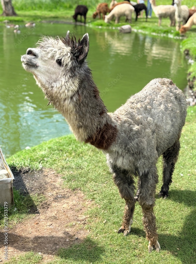 Fototapeta premium Cute Grey Alpaca Standing Proudly on Eco Farm by Lake