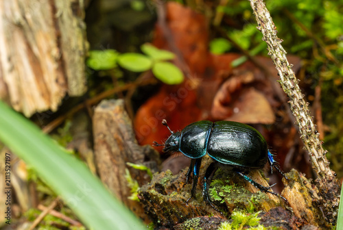 Foto Iridescent dor beetle walking on decaying wood in forest