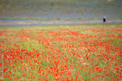 Fotografie A tourist takes photos of the beautiful blooming wild poppies in the fields of C