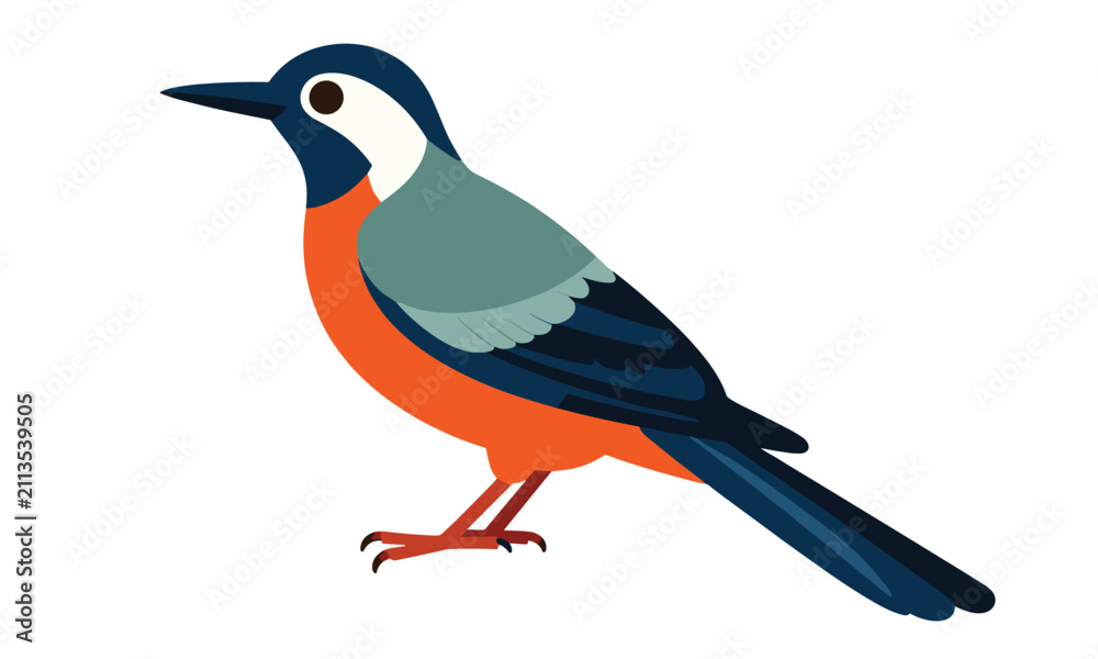 Fototapeta premium Colorful songbird with a blue head white throat orange breast and grey back standing on white background.