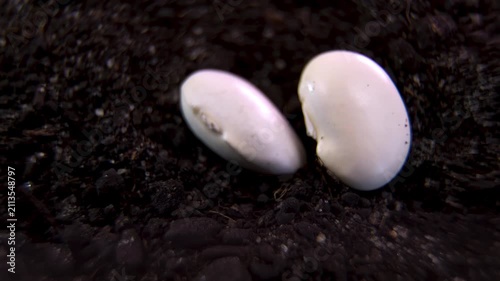 Rotating common bean Phaseolus vulgaris, seed dormancy and coat barrier defense in nutrient-rich chernozem soil during natural germination cycle, macro studio