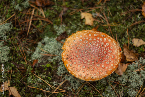 фотографія Fly agaric mushroom growing on forest ground with moss and pine needles
