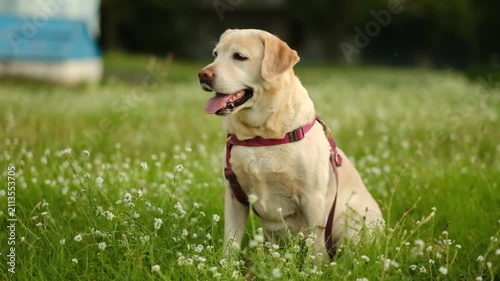 Close up of cute yellow labrador looking away on green grass outdoors.