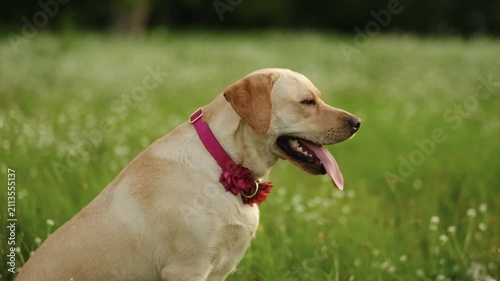 Close up of cute yellow labrador looking away on green grass outdoors.