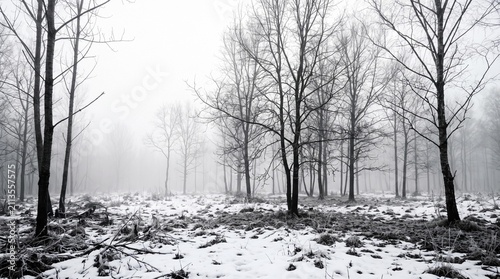 Foggy winter landscape with bare trees and snow-covered ground creating a serene atmosphere in a desolate forest setting