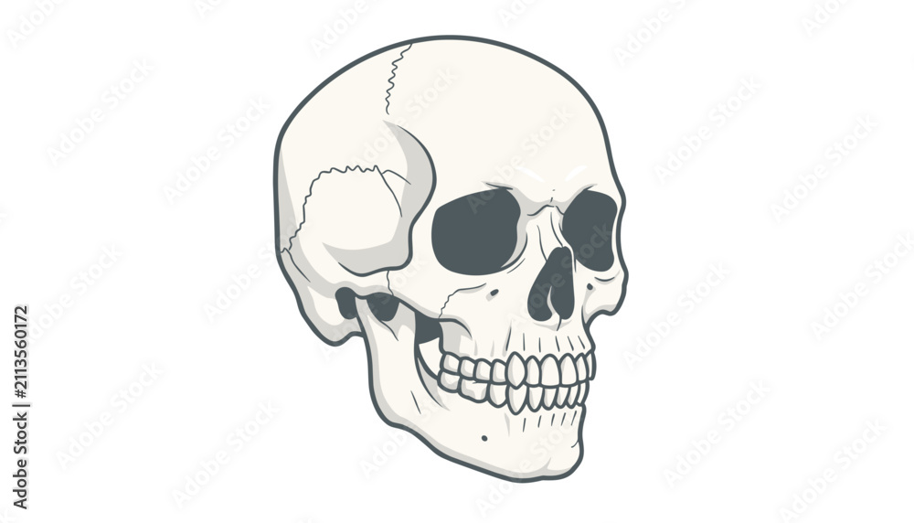 Obraz premium Detailed anatomical illustration of a human skull showing teeth and sutures in a clean flat vector style.