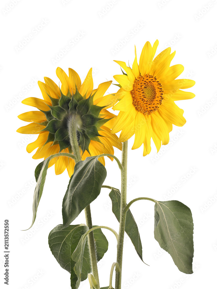 Fototapeta premium Two sunflower isolated on white